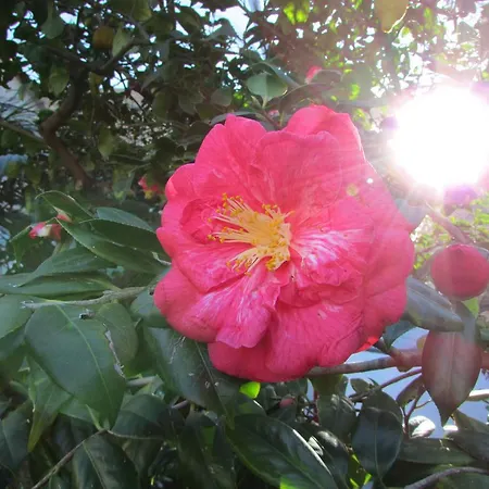 Casa Palazzo A Mare * Capri