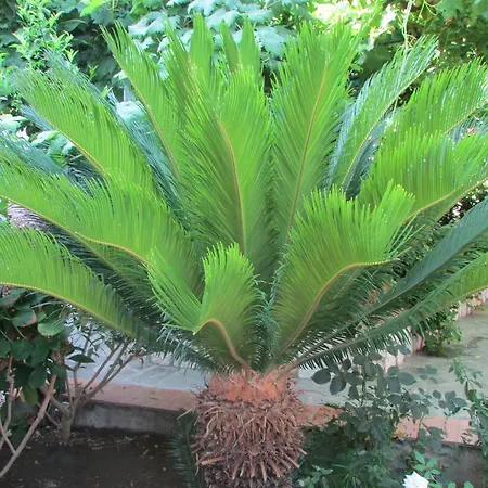 לינה וארוחת בוקר Palazzo A Mare