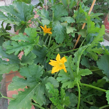 Casa Palazzo A Mare Apartamento *