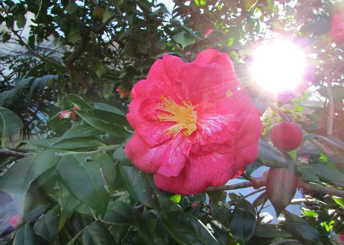 Casa Palazzo A Mare * Capri