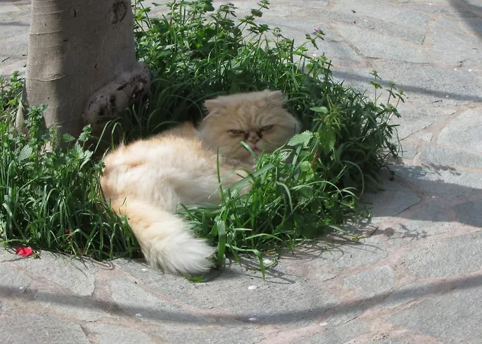 Casa Palazzo A Mare * Capri