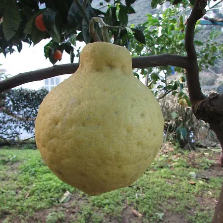 Apartment Casa Palazzo A Mare