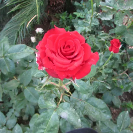 Palazzo A Mare Bed and Breakfast 2*