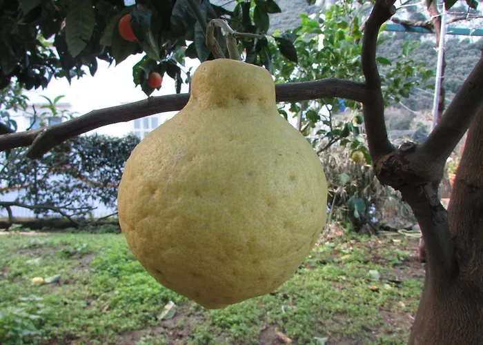 Daire Casa Palazzo A Mare